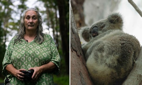 Endangered koalas and the ecologist documenting their extinction 
