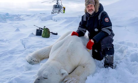 How scientists capture a polar bear  