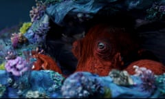 Octopus, a documentary exploring the Charismatic creature.