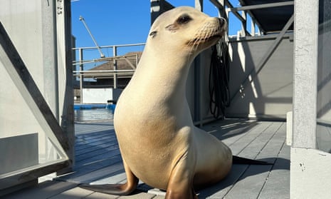 Sea lion who grooves to Boogie Wonderland proves animals can keep a beat – video