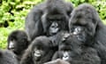 Two adults with a several younger gorillas, one of which is being groomed