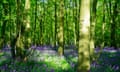 A bluebell wood.