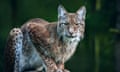 Lynx in Białowieża national park