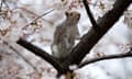 A squirrel sits in a cherry blossom tree in Washington.
