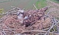Webcam image of osprey sitting in its nest.