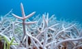 Two years into the worst coral bleaching event on record, more than 80% of the planet's reefs have been affected