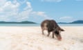 Cute big pig standing in front of the sea and looking for food on the sand beach at Madsum island, Thailand.