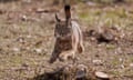 An Iberian lynx released from a breeding centre in Astudillo, northern Spain
