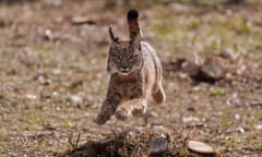 An Iberian lynx released from a breeding centre in Astudillo, northern Spain